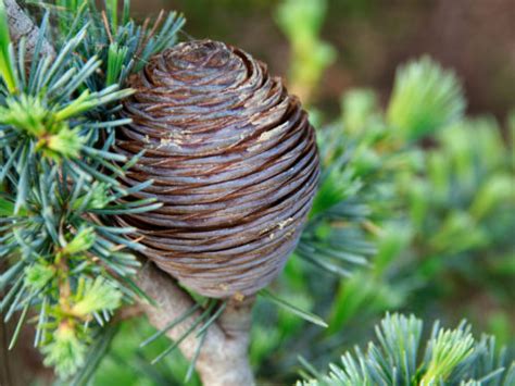 10 Types of Cedars that Everyone Should Know.